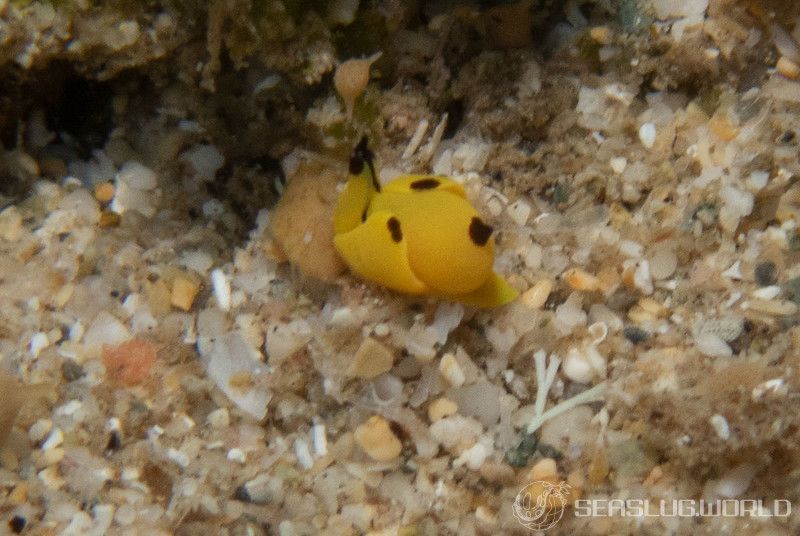 キイロウミコチョウ Siphopteron flavum