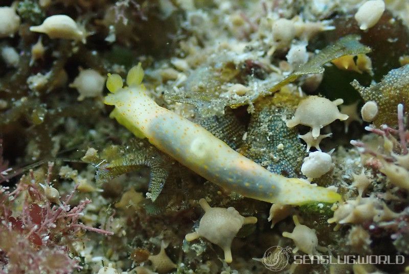 キヌハダモドキ Gymnodoris citrina