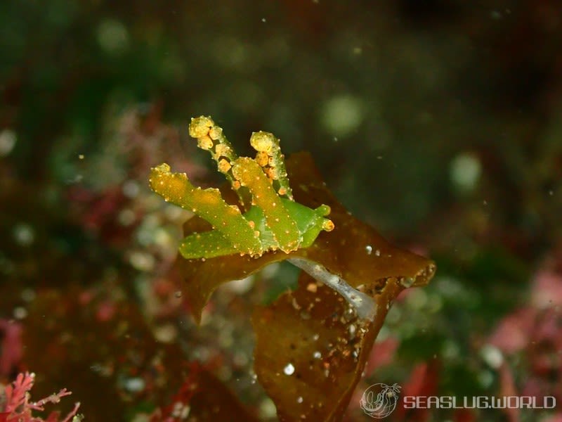 フリソデミドリガイ Lobiger viridis