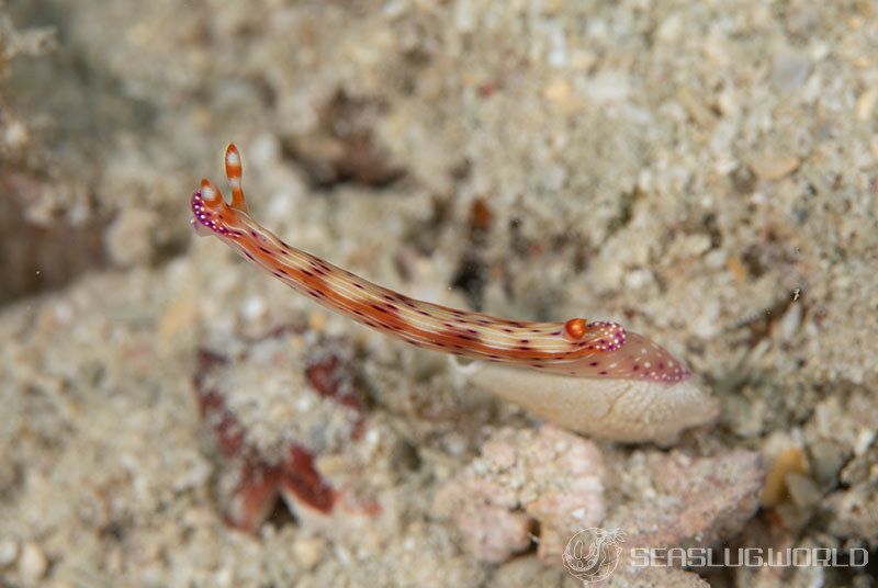 センテンイロウミウシ Hypselodoris decorata