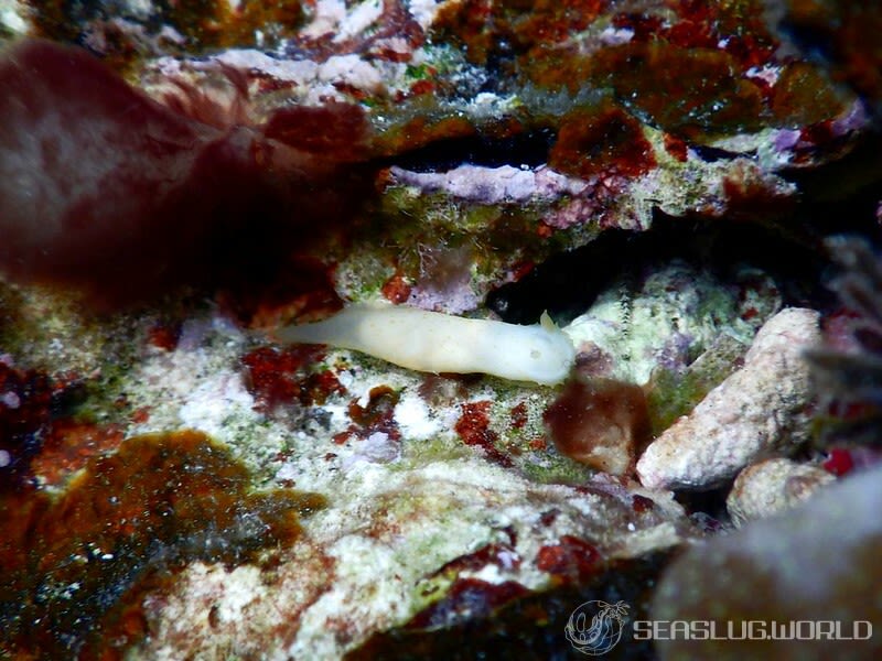 キヌハダモドキ Gymnodoris citrina