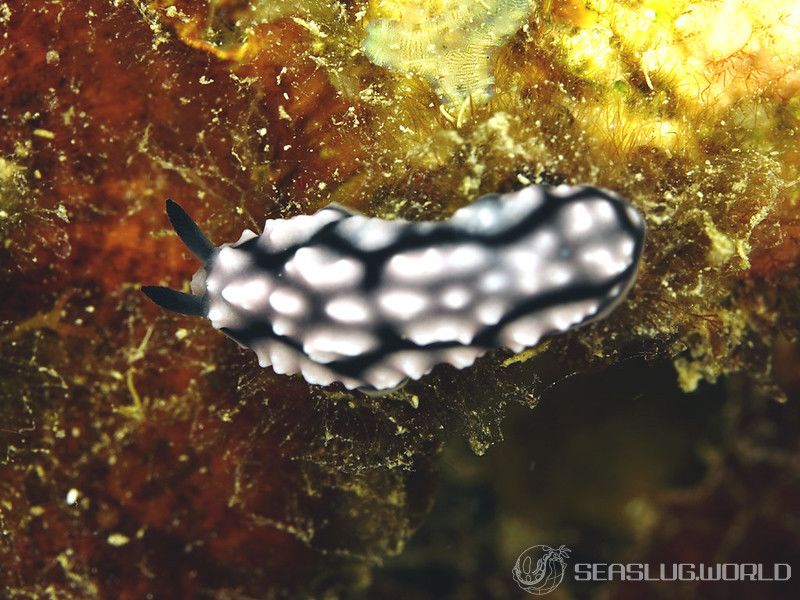 コイボウミウシ Phyllidiella pustulosa