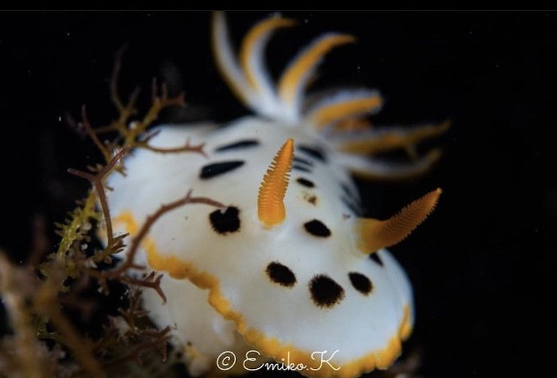 シロウミウシ Goniobranchus orientalis