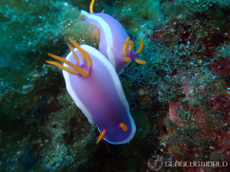 カグヤヒメウミウシ Hypselodoris variobranchia