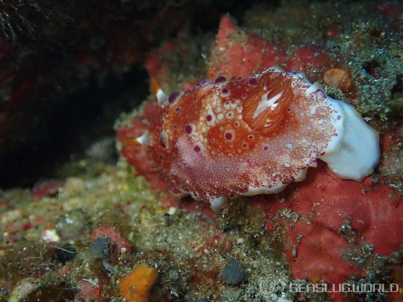 ヒャクメウミウシ Goniobranchus sp. 1