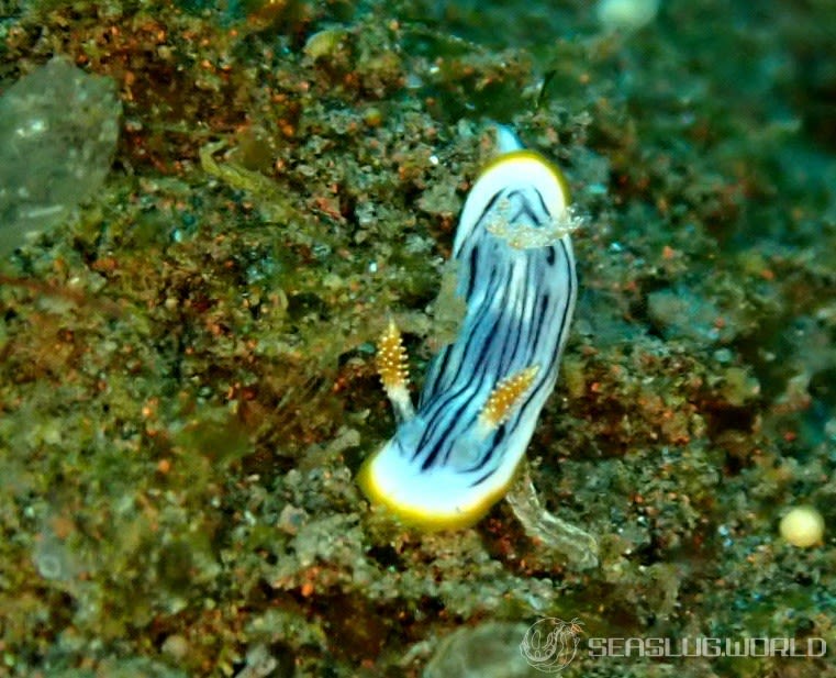 クロスジウミウシ Chromodoris sp. 6