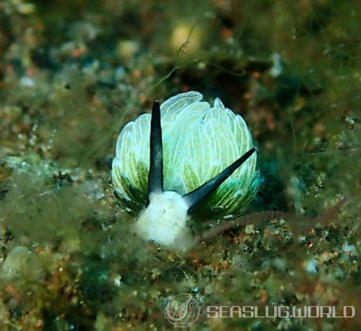 ウサギモウミウシ Costasiella usagi