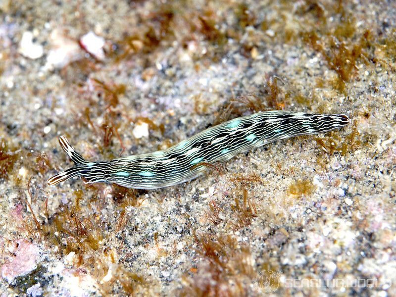 タスジミドリガイ Thuridilla gracilis