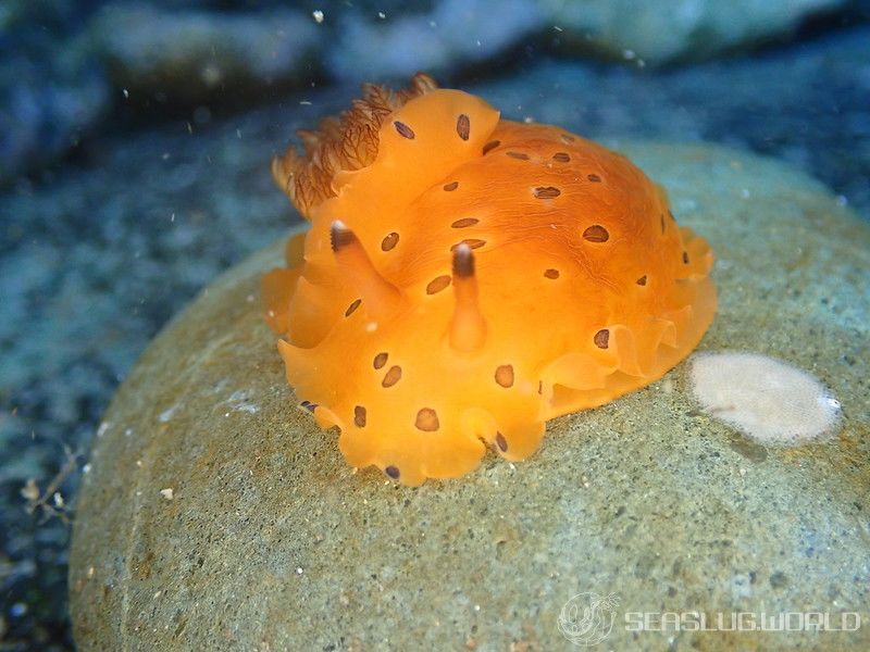 ヒメマダラウミウシ Dendrodoris guttata