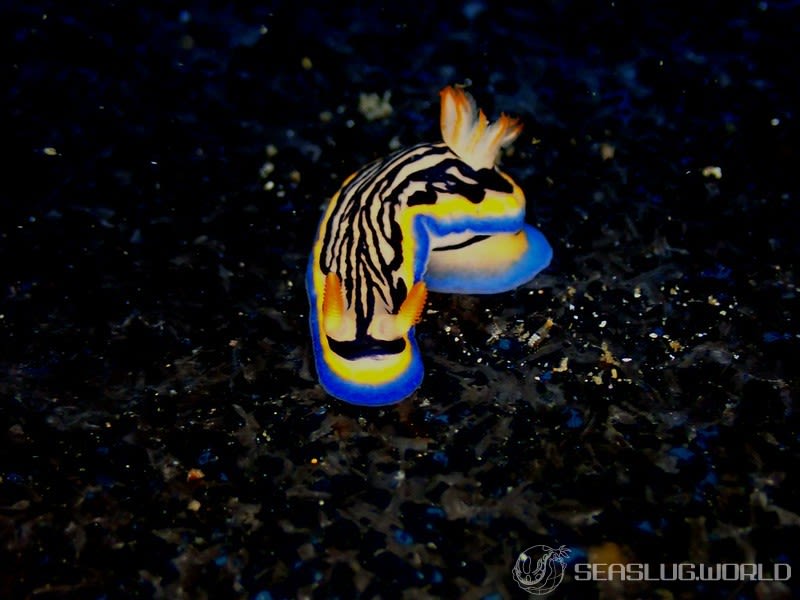 リュウモンイロウミウシ Hypselodoris maritima