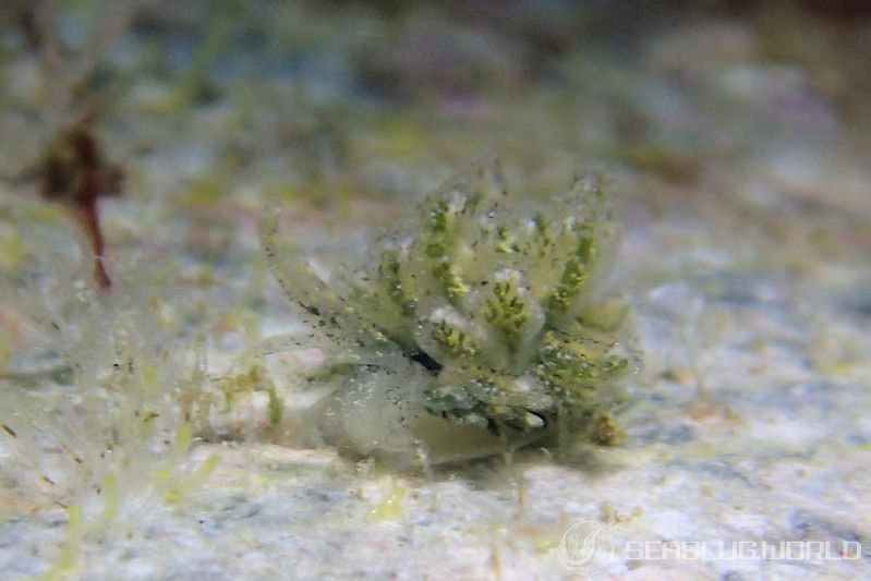 カサノリタマナウミウシ Mourgona osumi