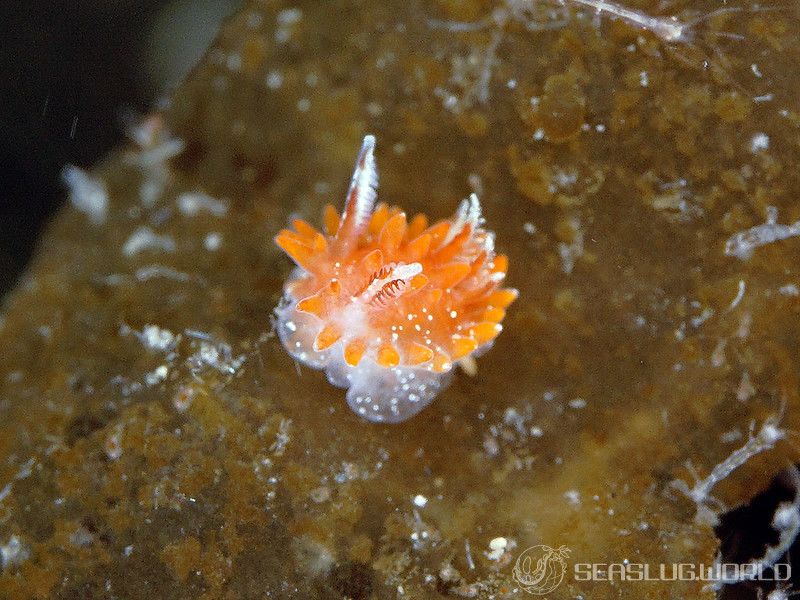 クロイバラウミウシ Okenia echinata