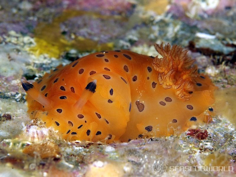 ヒメマダラウミウシ Dendrodoris guttata