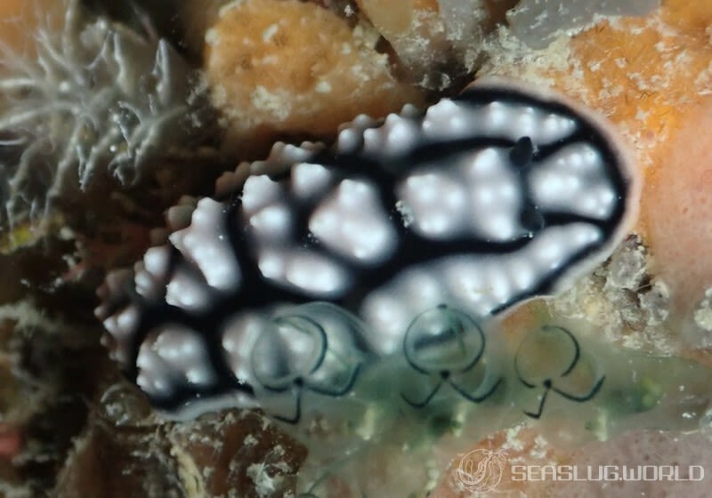 コイボウミウシ Phyllidiella pustulosa