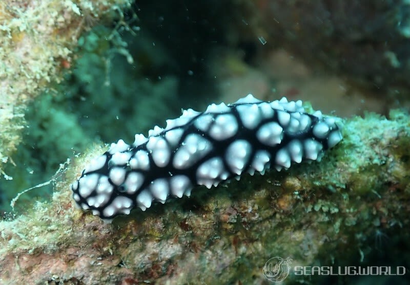 コイボウミウシ Phyllidiella pustulosa