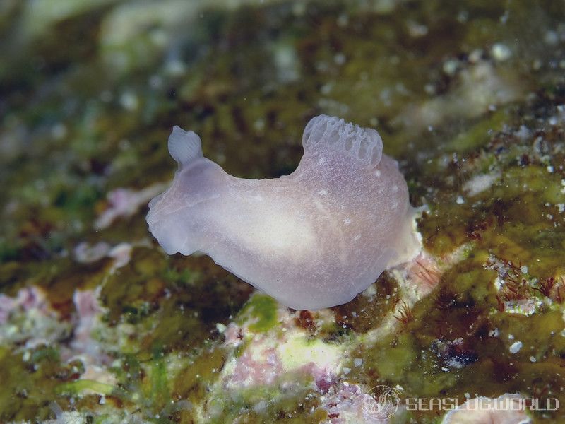 ウミヅタキヌハダウミウシ Gymnodoris sp. 7