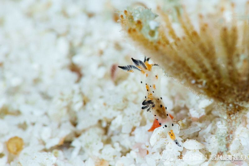 ポリュケラ・メラノスティクタ Polycera melanosticta