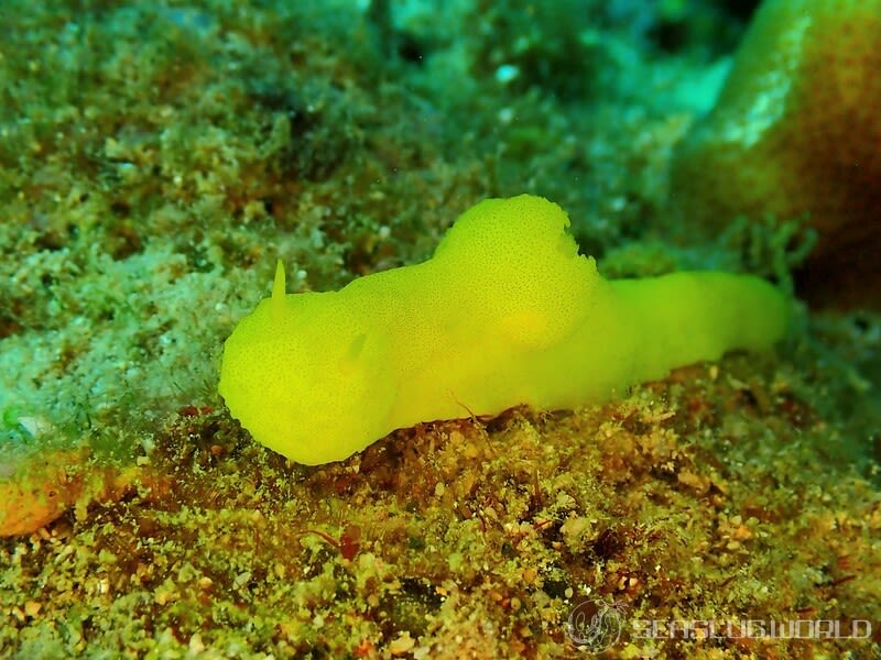 レモンウミウシ Notodoris citrina