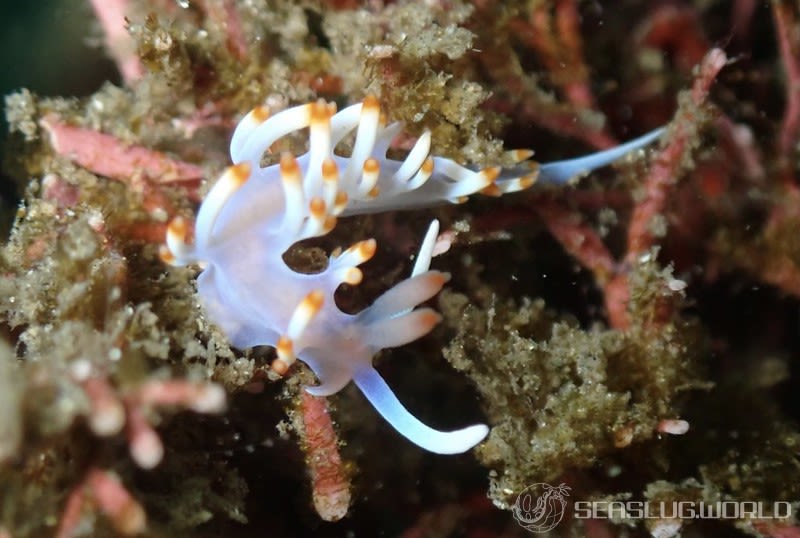 サキシマミノウミウシ Samla takashigei