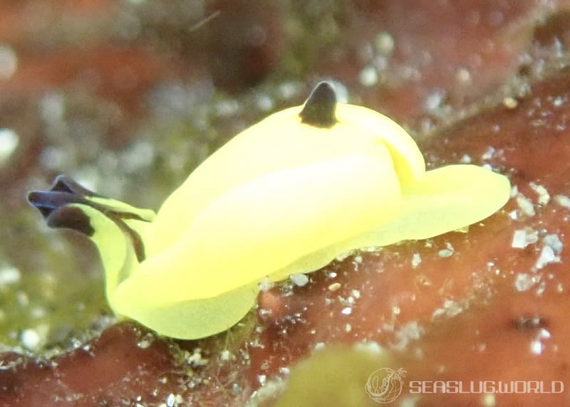 キイロウミコチョウ Siphopteron flavum