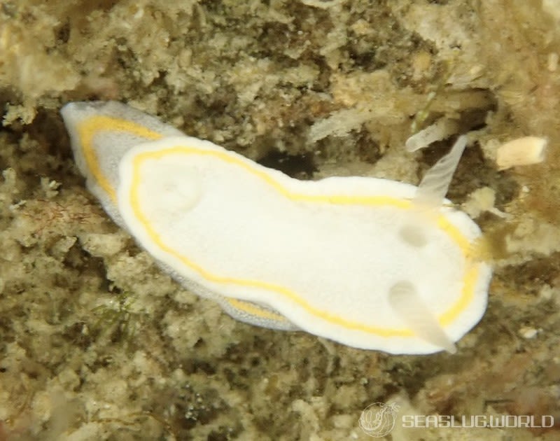 ミツイラメリウミウシ属の一種 2 Diaphorodoris sp. 2