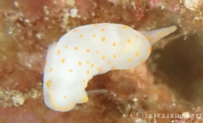 アカボシウミウシ Gymnodoris alba