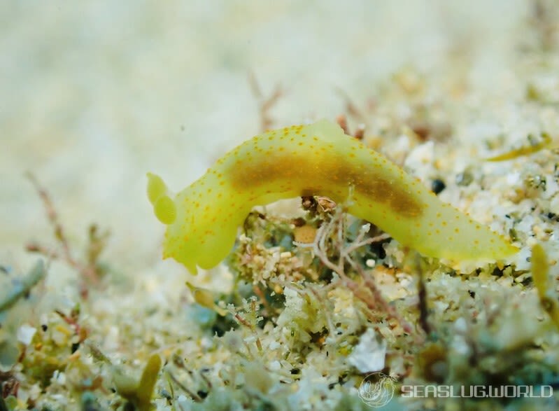 キヌハダウミウシ属の仲間 Gymnodoris spp.