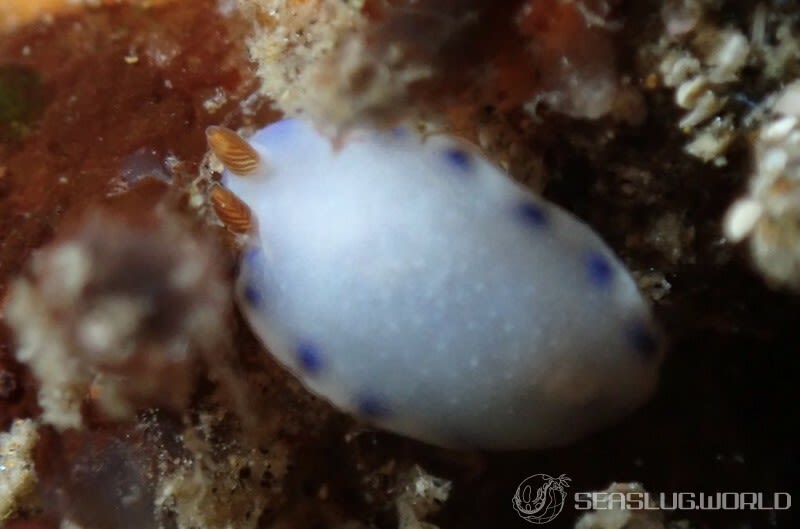 アオウミウシ属の一種 6 Hypselodoris sp. 6