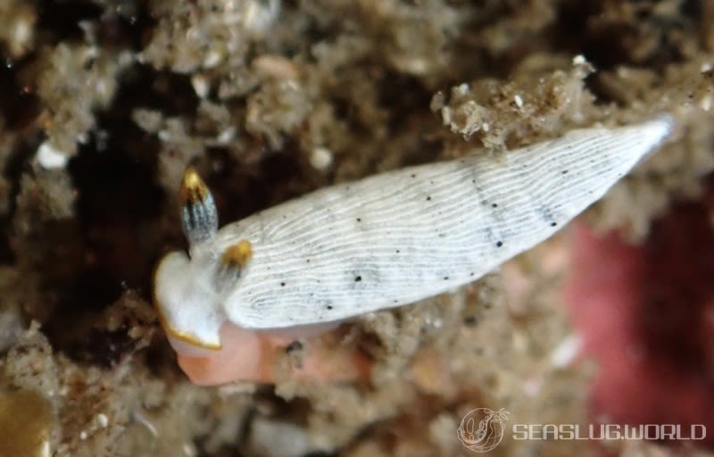 カメキオトメウミウシ Dermatobranchus primus