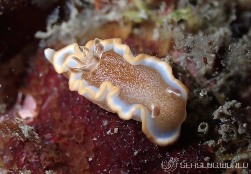 キャラメルウミウシ Glossodoris rufomarginata