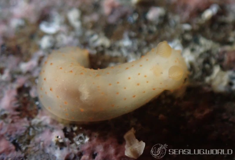 キヌハダモドキ Gymnodoris citrina