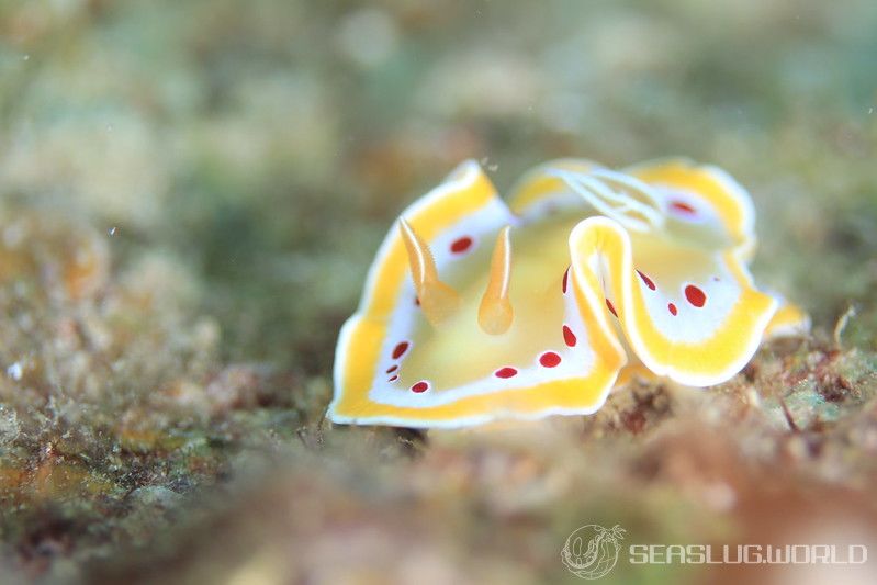 アカテンイロウミウシ Ardeadoris cruenta