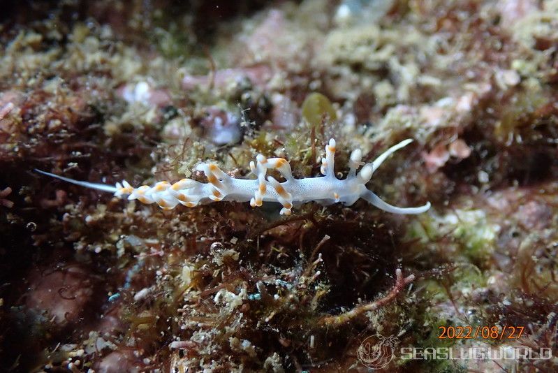 ケラマミノウミウシ Samla bicolor