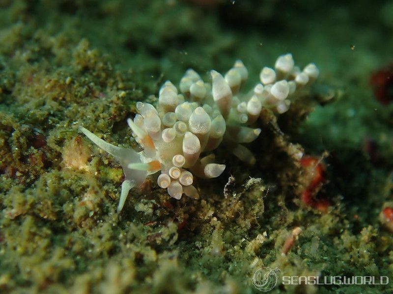 カトリオーナ・オセザキエンシス Catriona osezakiensis