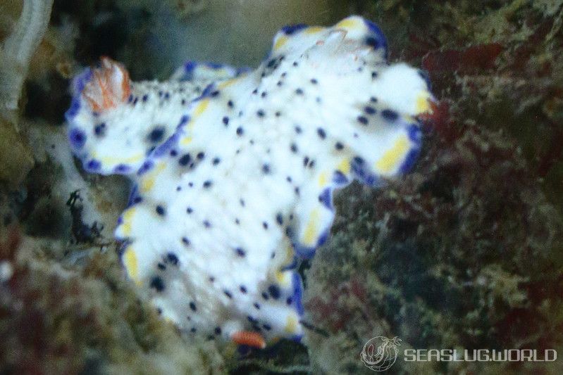 サガミイロウミウシ Hypselodoris sagamiensis