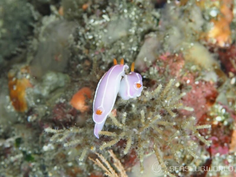 シモダイロウミウシ Hypselodoris shimodaensis