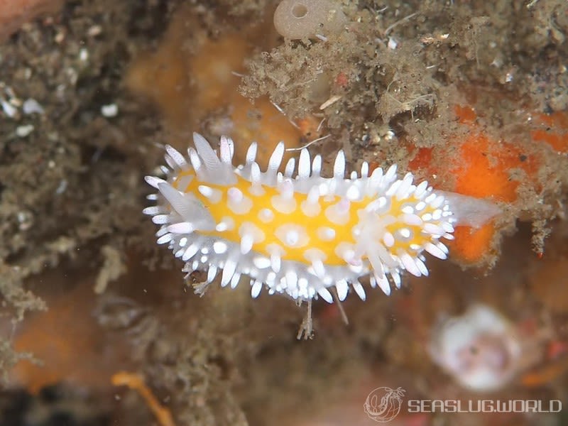 ニセイガグリウミウシ Cadlinella subornatissima