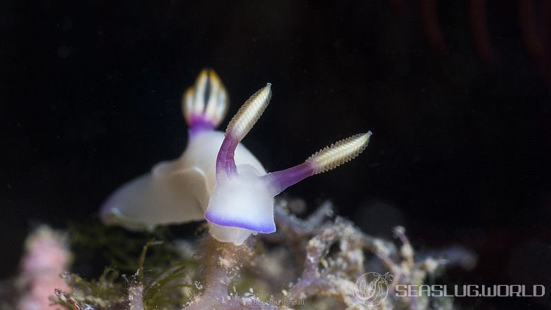 ゾウゲイロウミウシ Hypselodoris bullockii