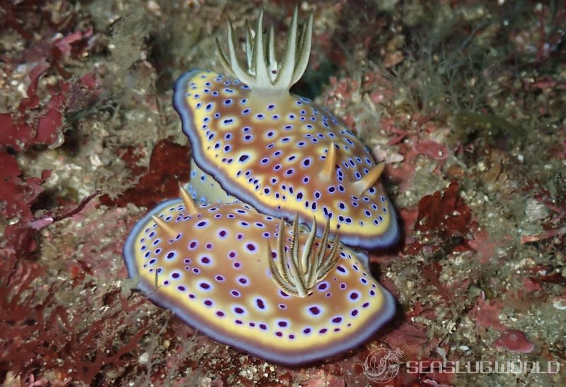 オトヒメウミウシ Goniobranchus kuniei