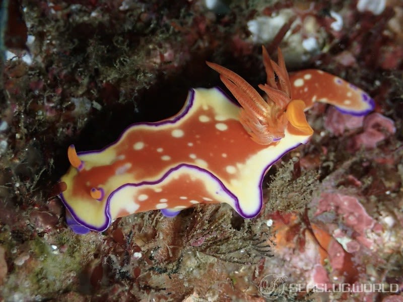 フタイロニシキウミウシ Ceratosoma bicolor