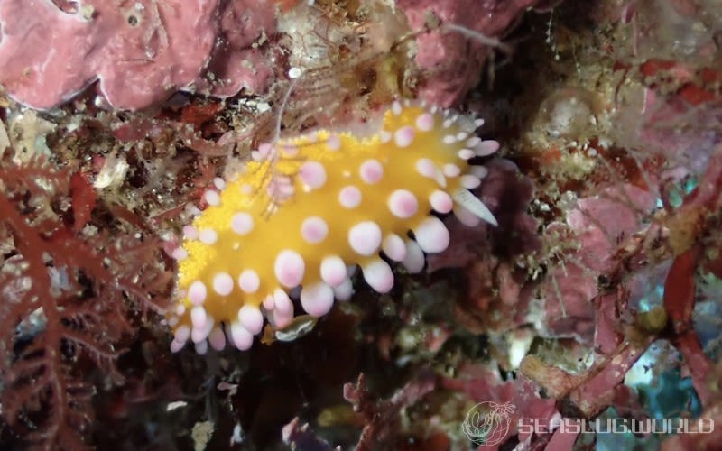 イガグリウミウシ Cadlinella ornatissima