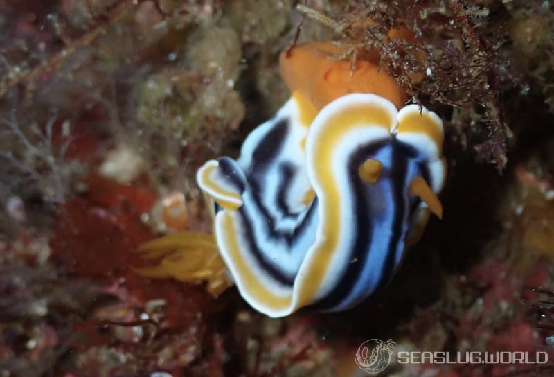 シライトウミウシ Chromodoris magnifica