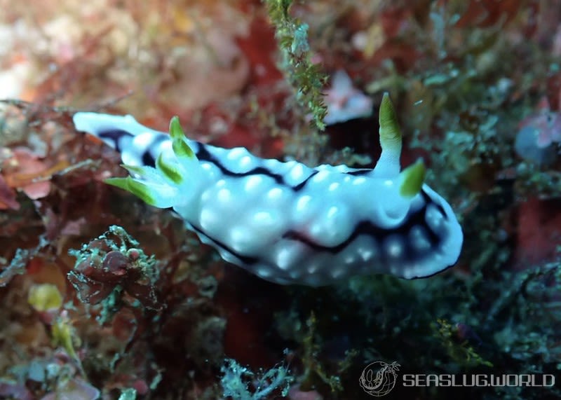 キカモヨウウミウシ Goniobranchus geometricus