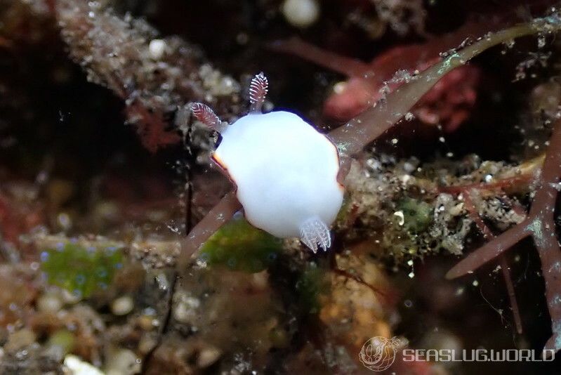 フチドリウサギウミウシ Goniobranchus preciosus