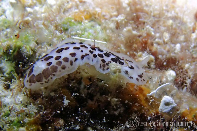 クロシタナシウミウシ属の一種 1 Dendrodoris sp. 1