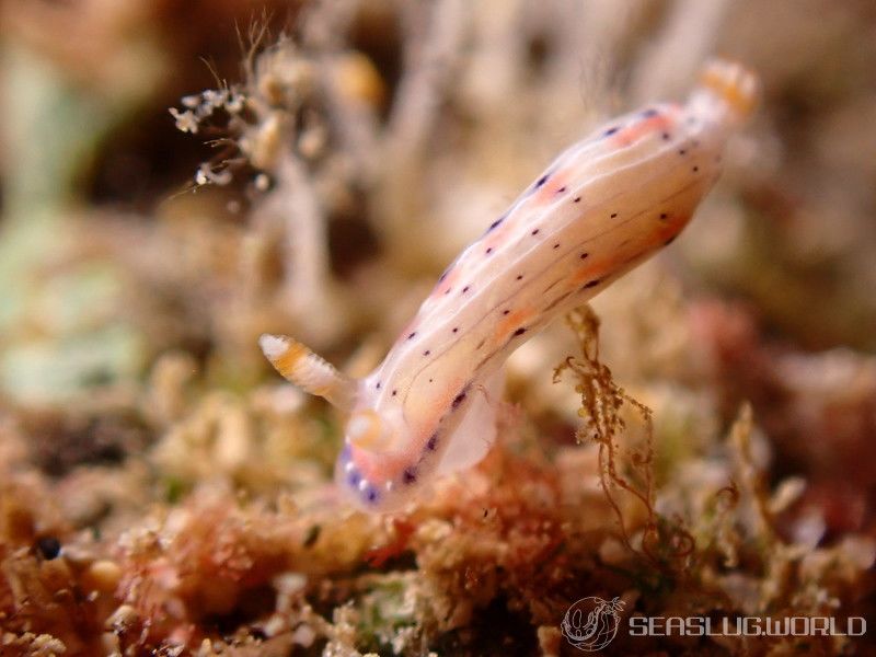 アジサイイロウミウシ Hypselodoris bertschi