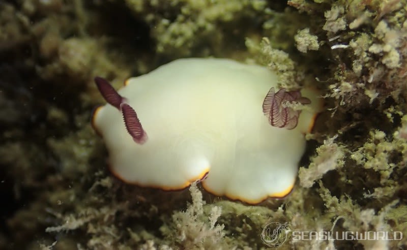 シラヒメウミウシ Goniobranchus sinensis