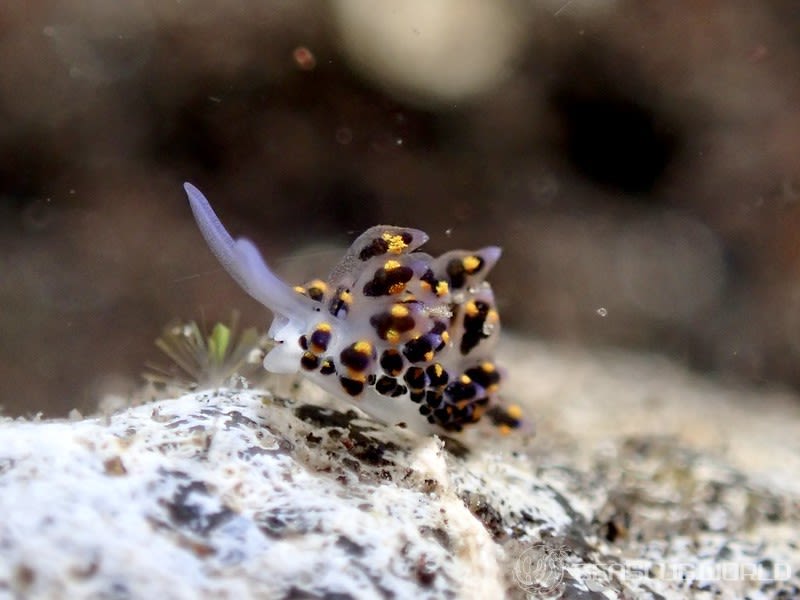 ハナビモウミウシ Costasiella sp. 1