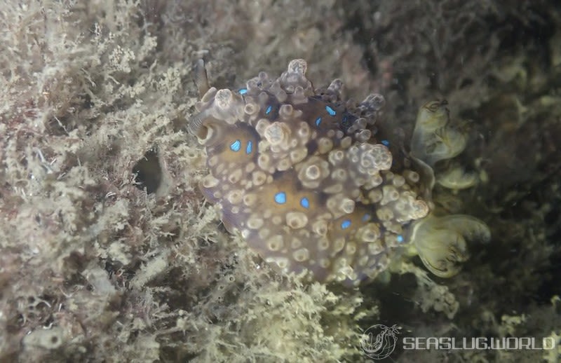 ミヤコウミウシ Dendrodoris krusensternii