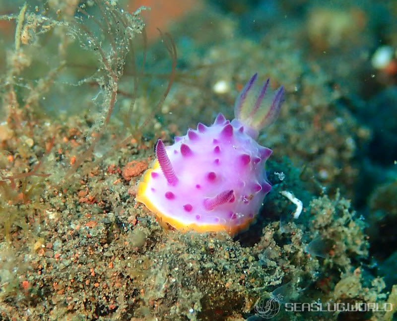 クリヤイロウミウシ Mexichromis mariei